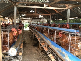 FAO in Asia-Pacific calls for improvements to early warning systems as concerns grow over evolving avian influenza and potential threat to humans  